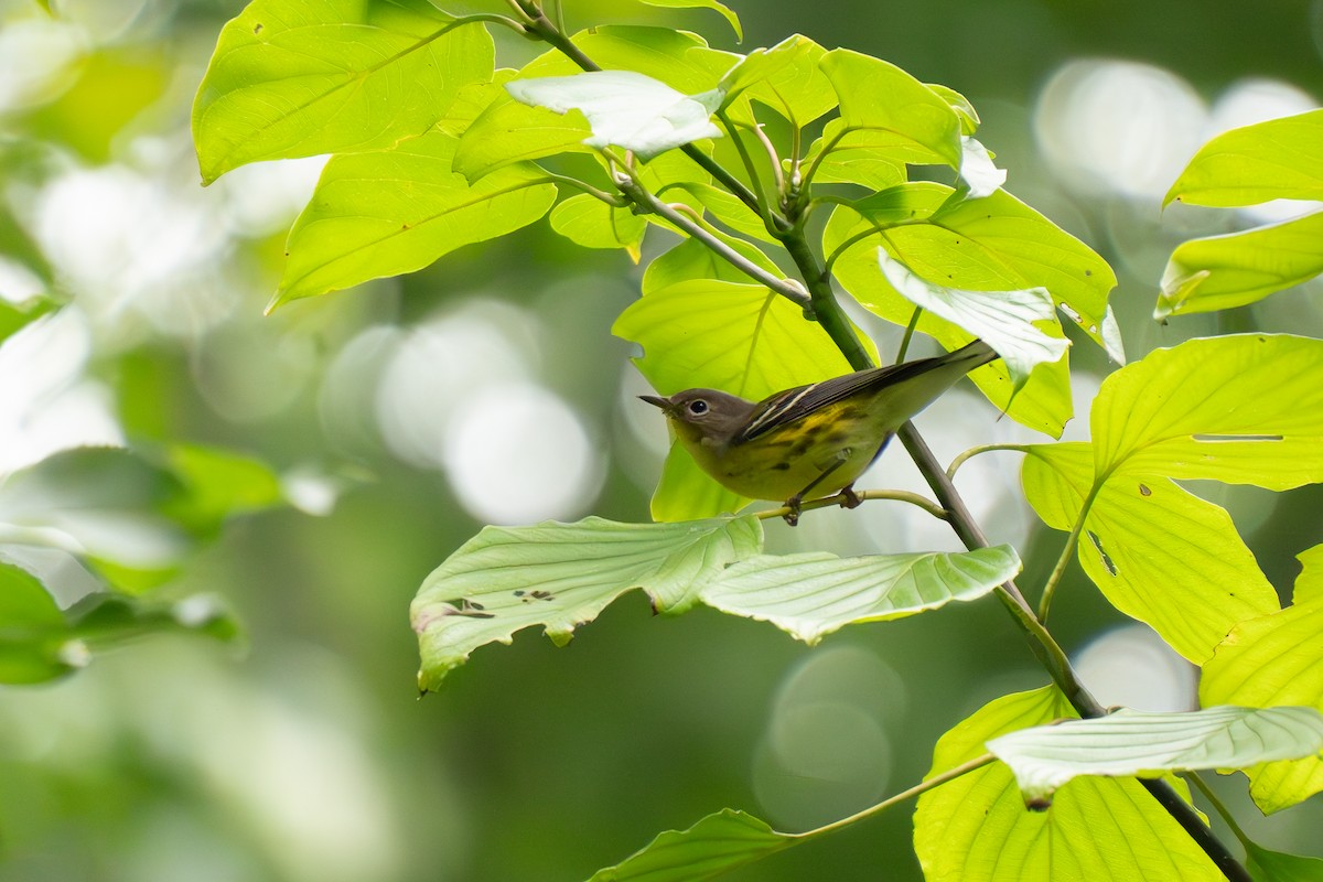 Magnolia Warbler - Timothy Flynn