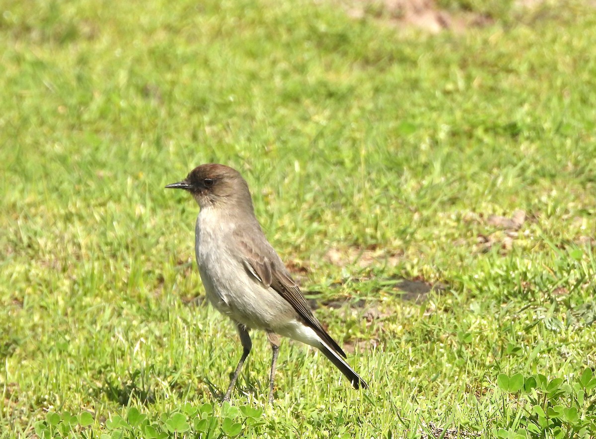 Dark-faced Ground-Tyrant - ML623111656