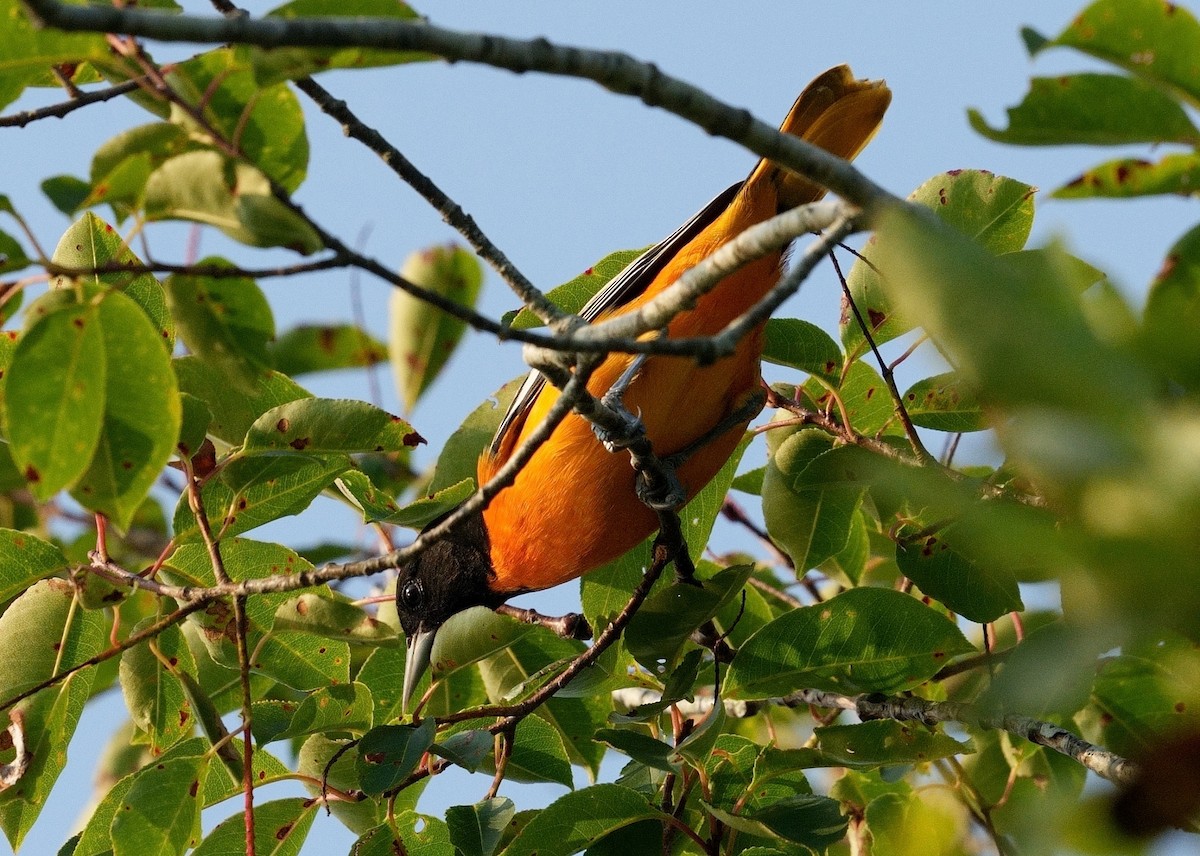 Baltimore Oriole - ML623111674