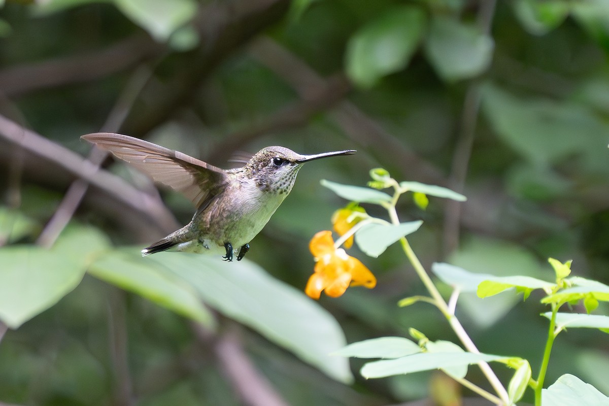 Ruby-throated Hummingbird - ML623111694