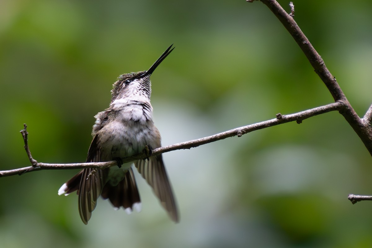 Ruby-throated Hummingbird - ML623111695