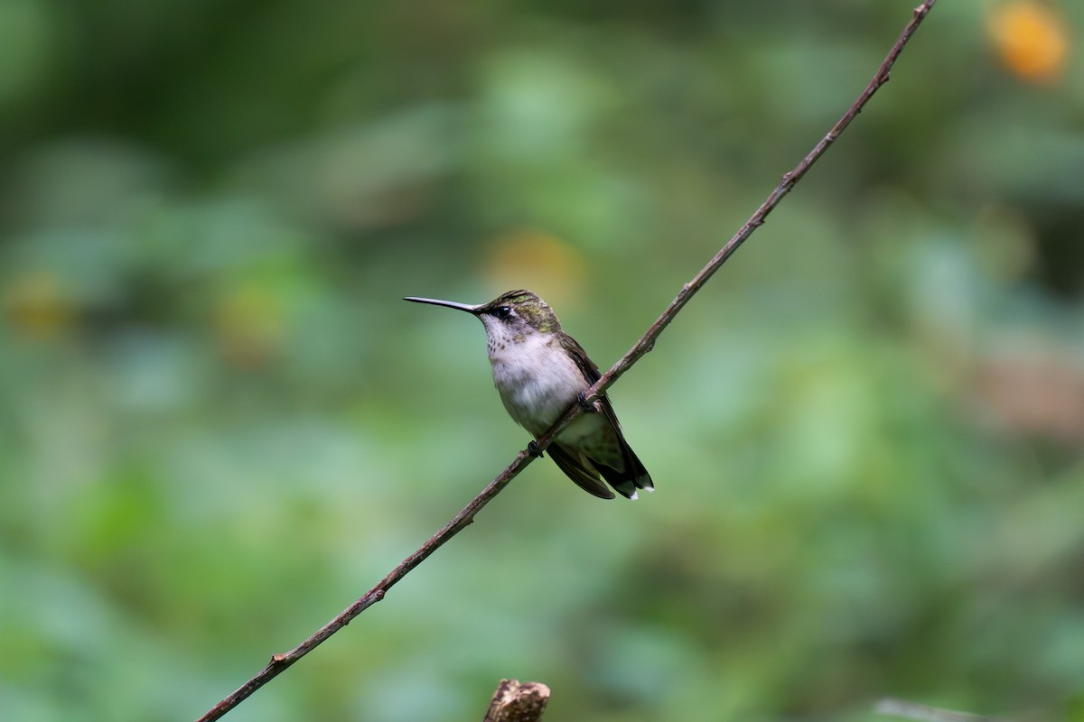 Ruby-throated Hummingbird - ML623111698