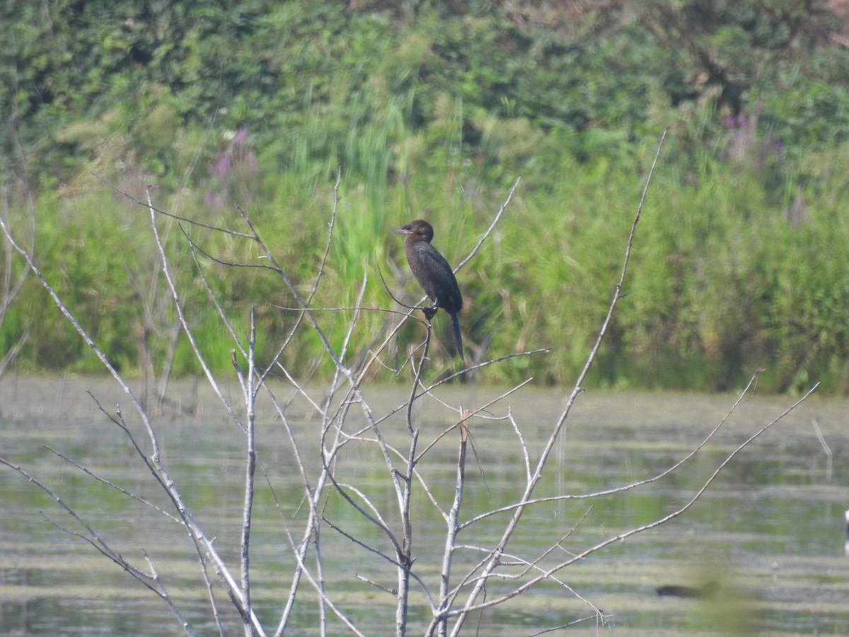 Cormorán Pigmeo - ML623111745