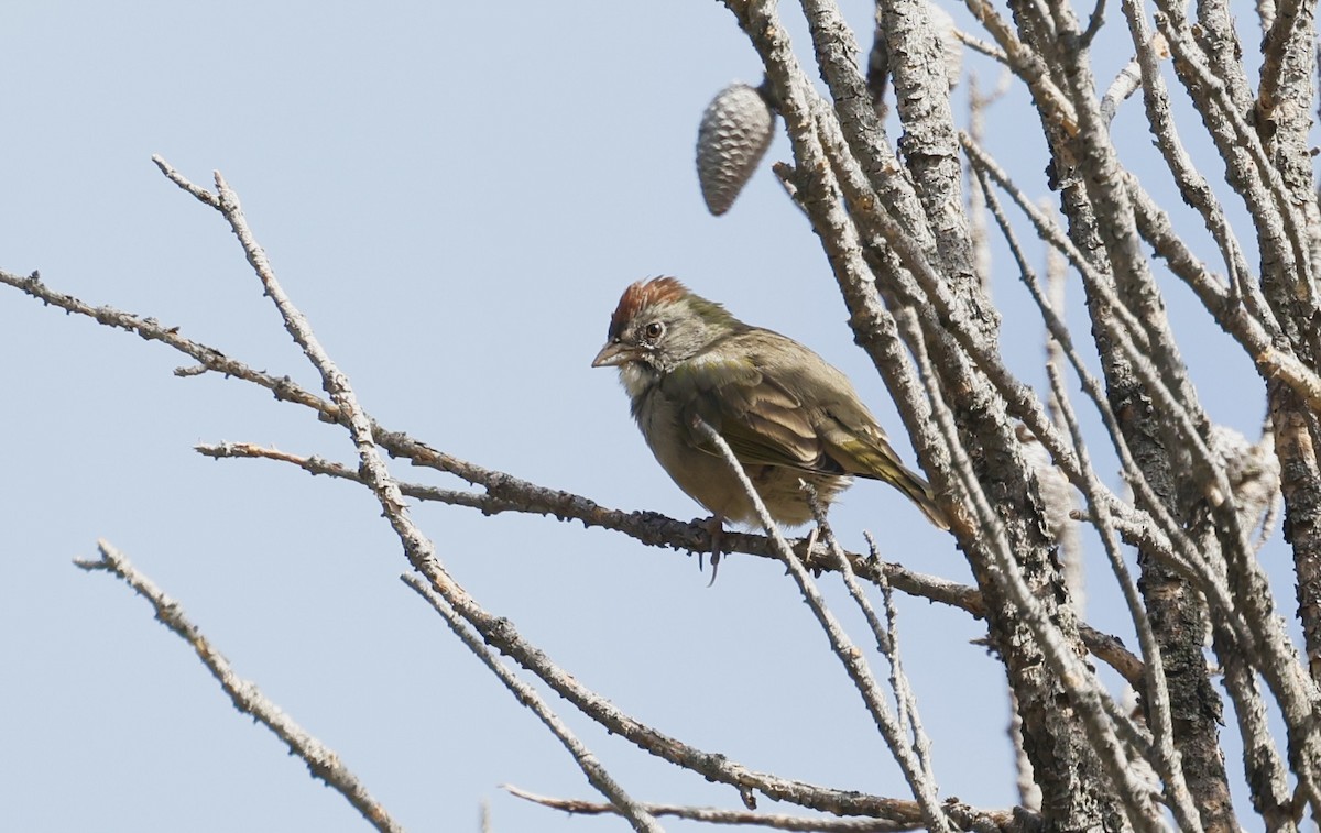 Green-tailed Towhee - ML623111766