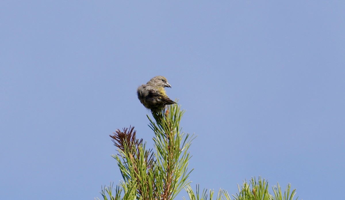 Cassia Crossbill - ML623111777