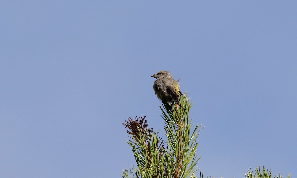 Cassia Crossbill - ML623111778