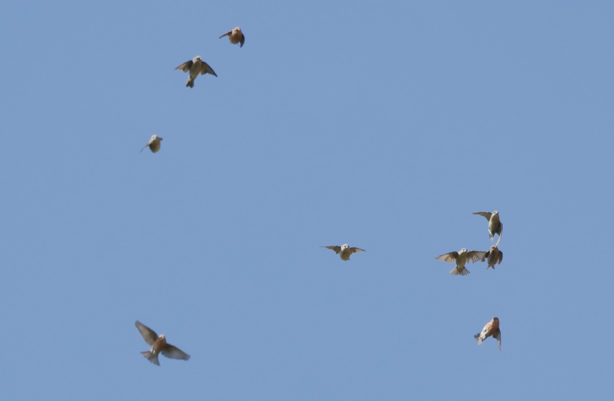 Cassia Crossbill - ML623111779