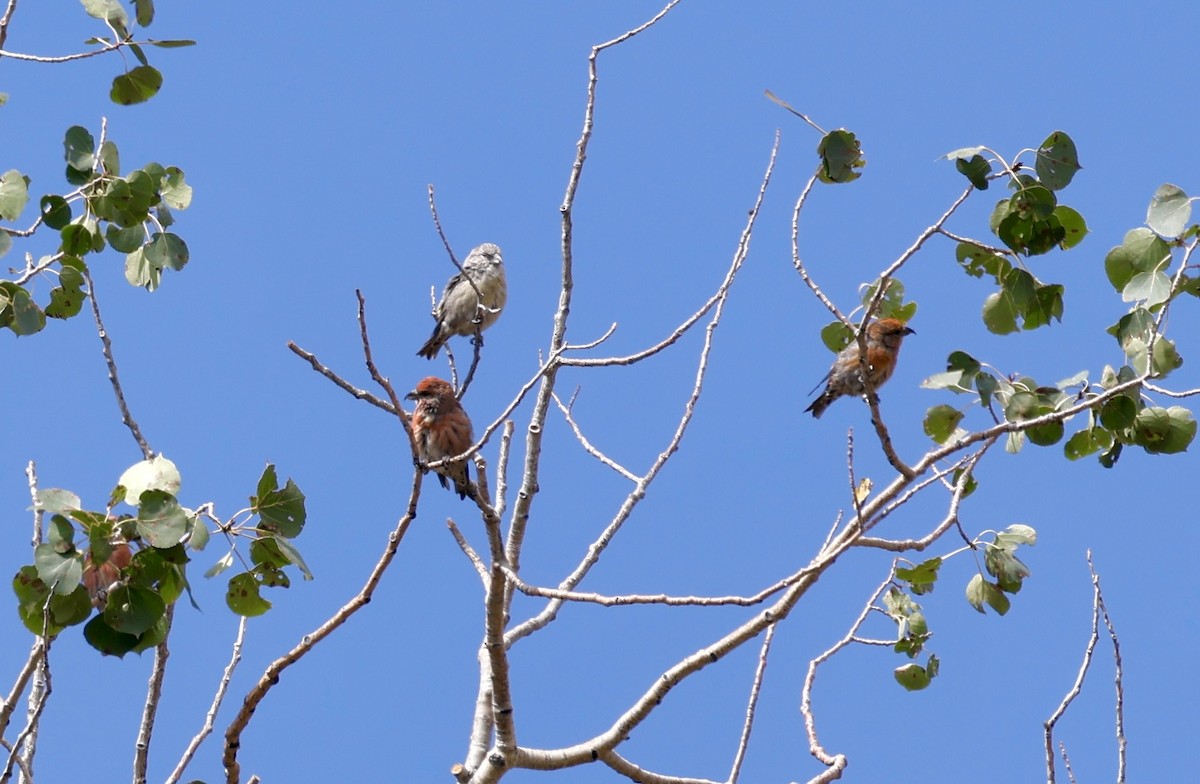 Cassia Crossbill - ML623111780