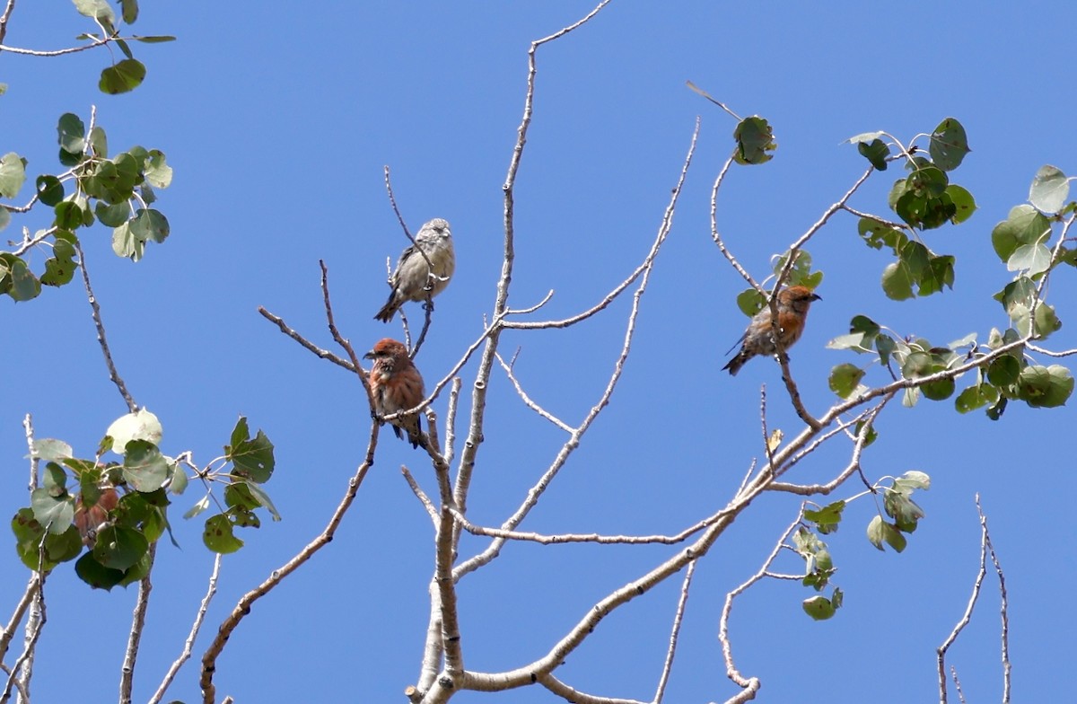 Cassia Crossbill - ML623111780