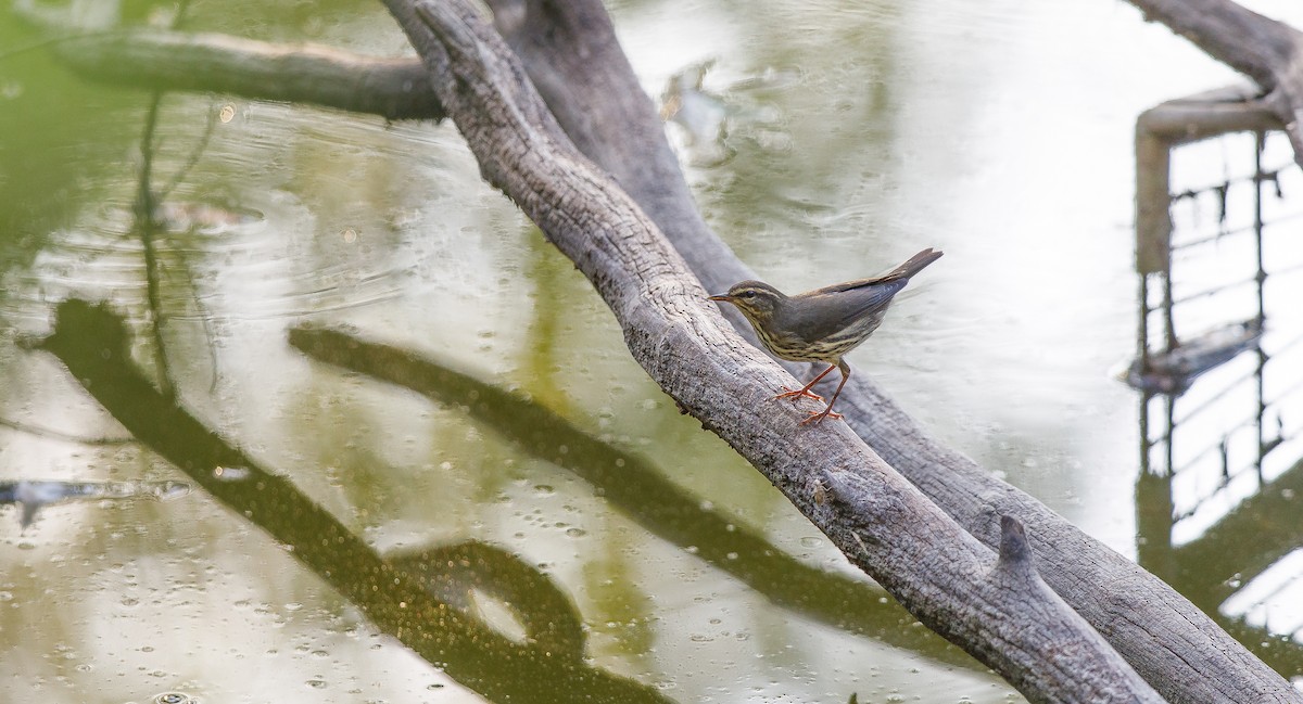 Northern Waterthrush - ML623111851