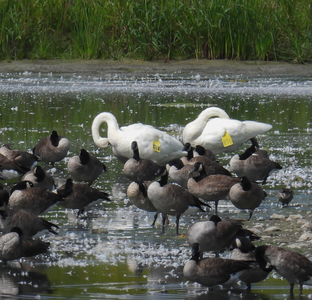 Trumpeter Swan - ML623111878