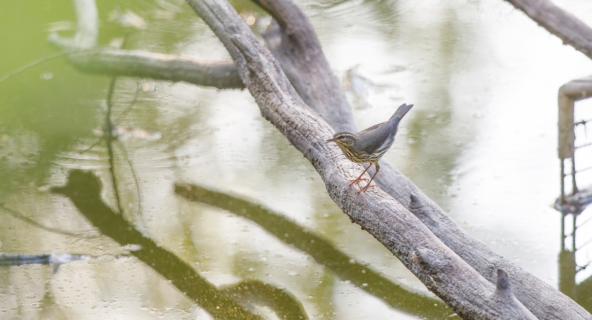 Northern Waterthrush - ML623111895