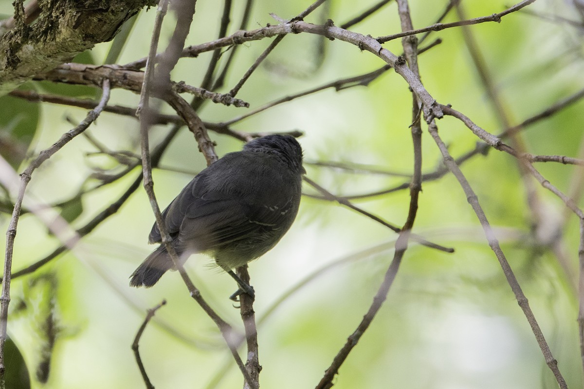 Plain Antvireo - ML623111913