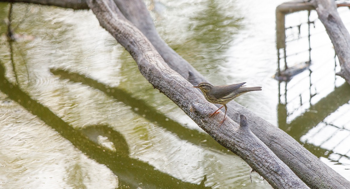 Northern Waterthrush - ML623111918