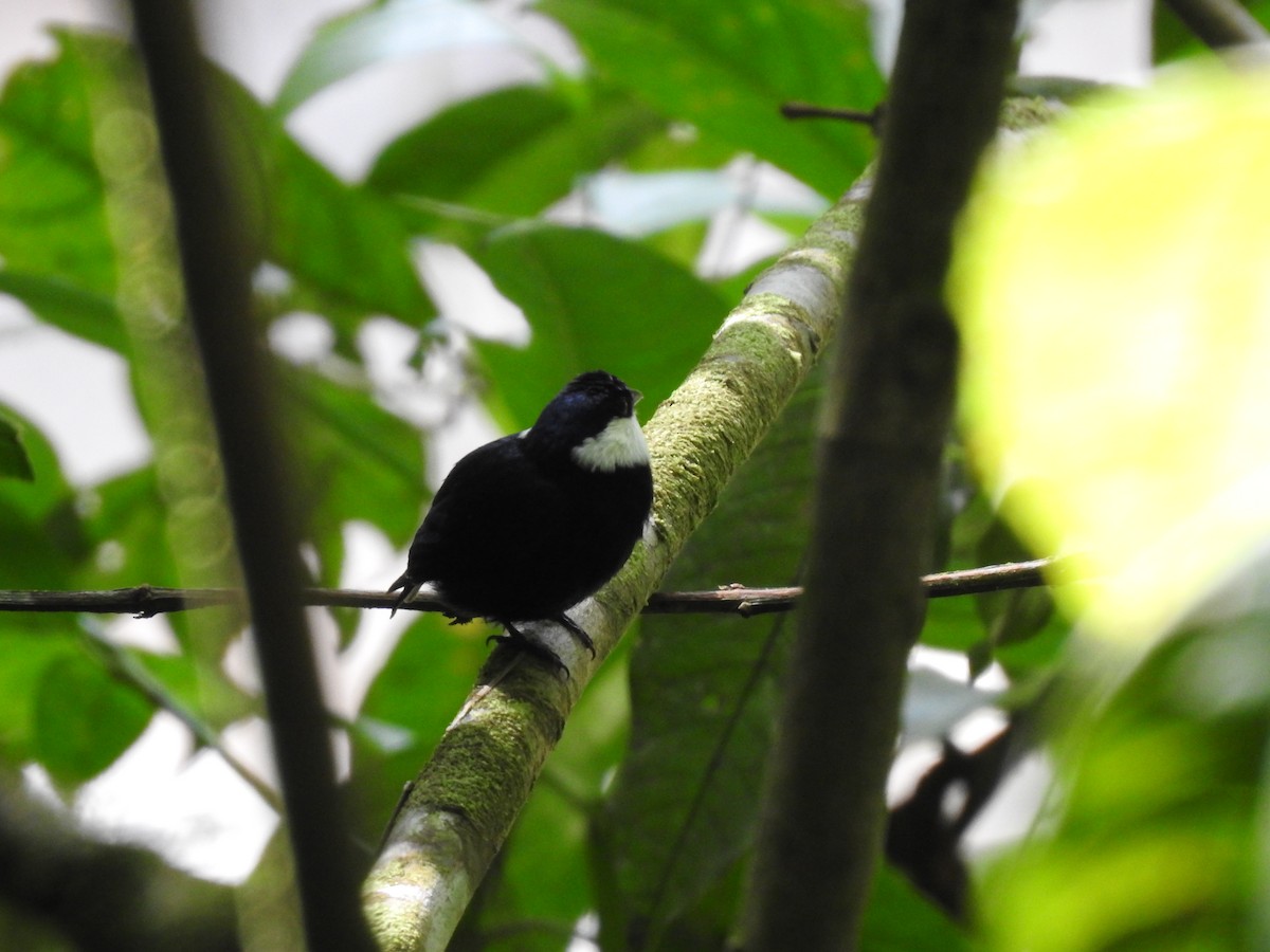 White-ruffed Manakin - ML623112015