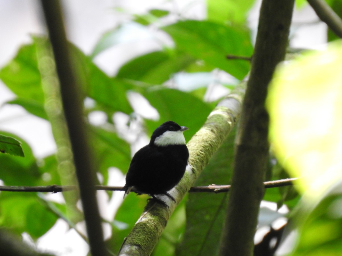 White-ruffed Manakin - ML623112016