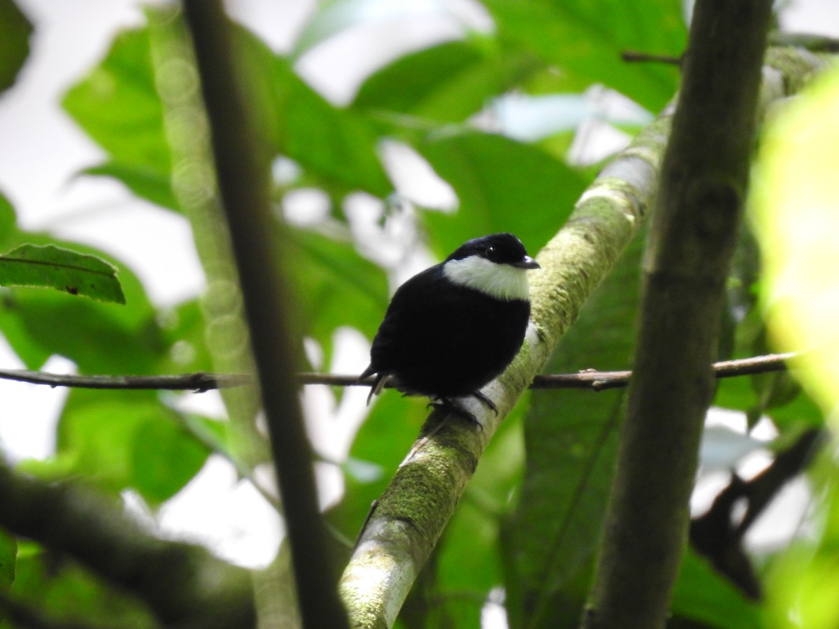 White-ruffed Manakin - ML623112017