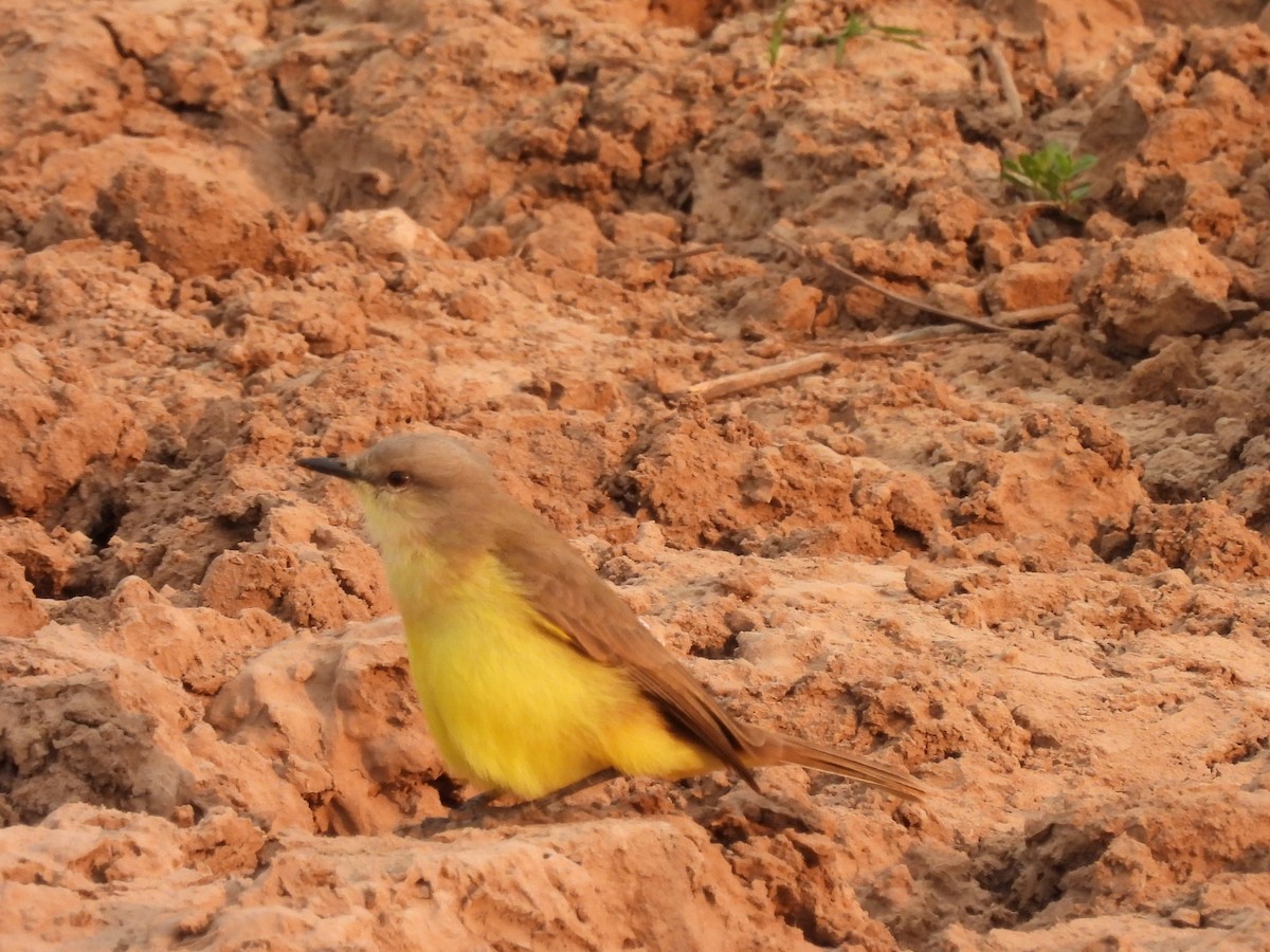 Cattle Tyrant - ML623112048