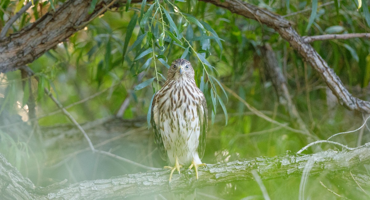 Cooper's Hawk - ML623112053