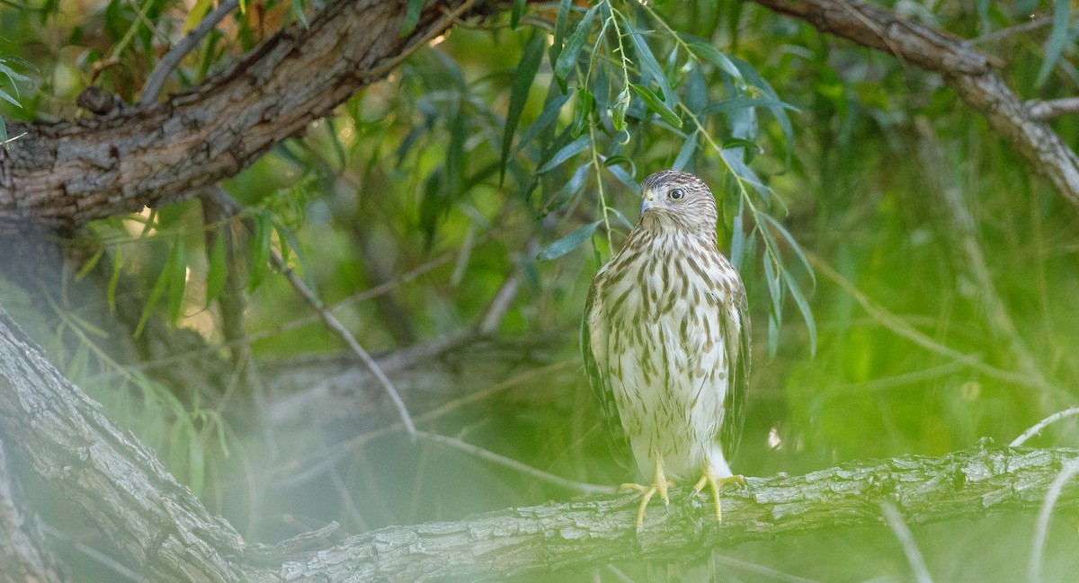 Cooper's Hawk - ML623112106