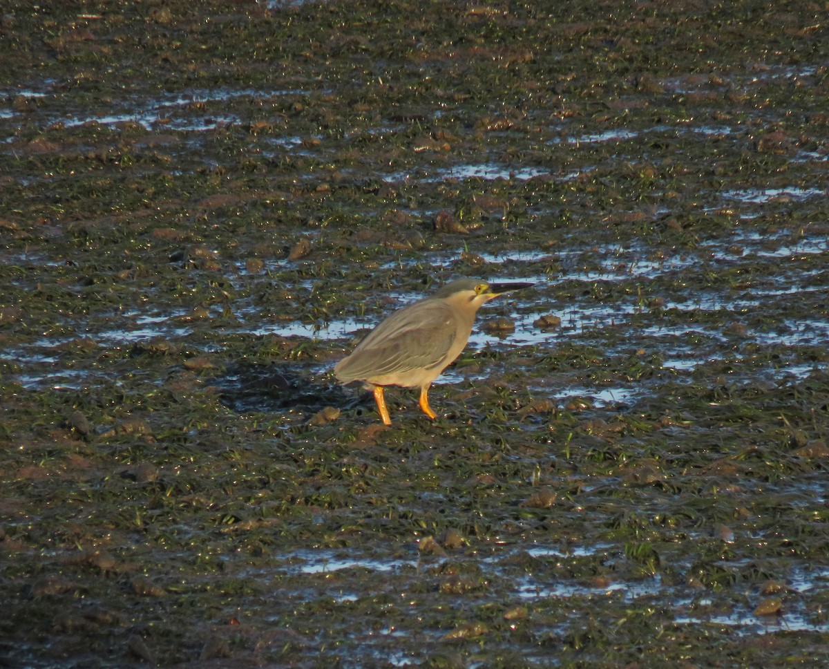 Striated Heron - ML623112108