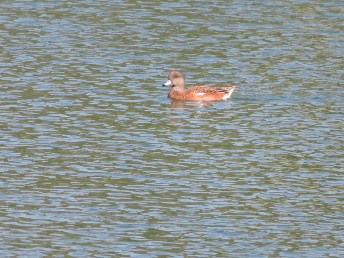 Canard d'Amérique - ML623112128