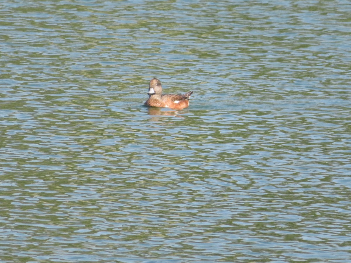 Canard d'Amérique - ML623112129