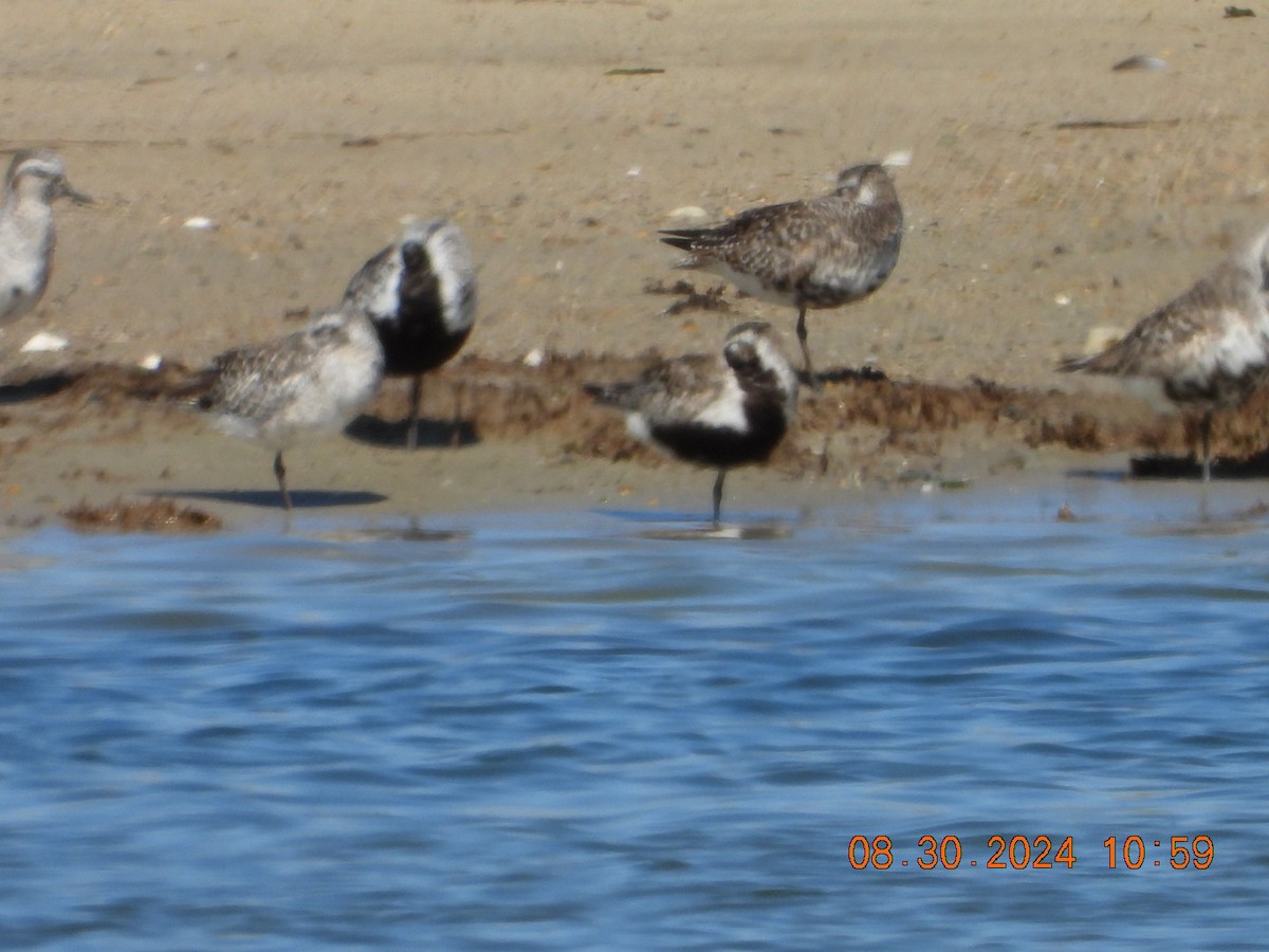 Black-bellied Plover - ML623112159