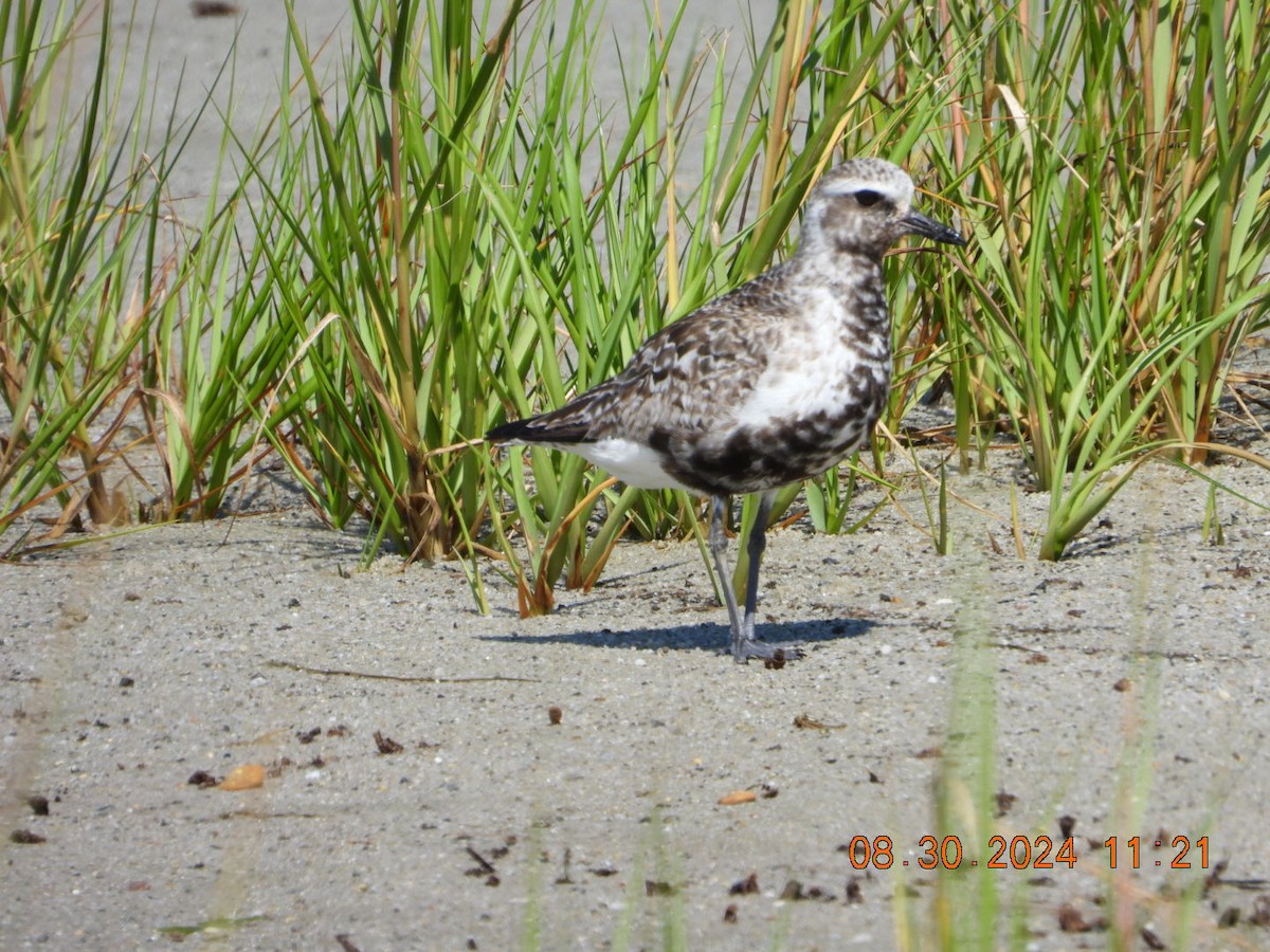 Black-bellied Plover - ML623112160