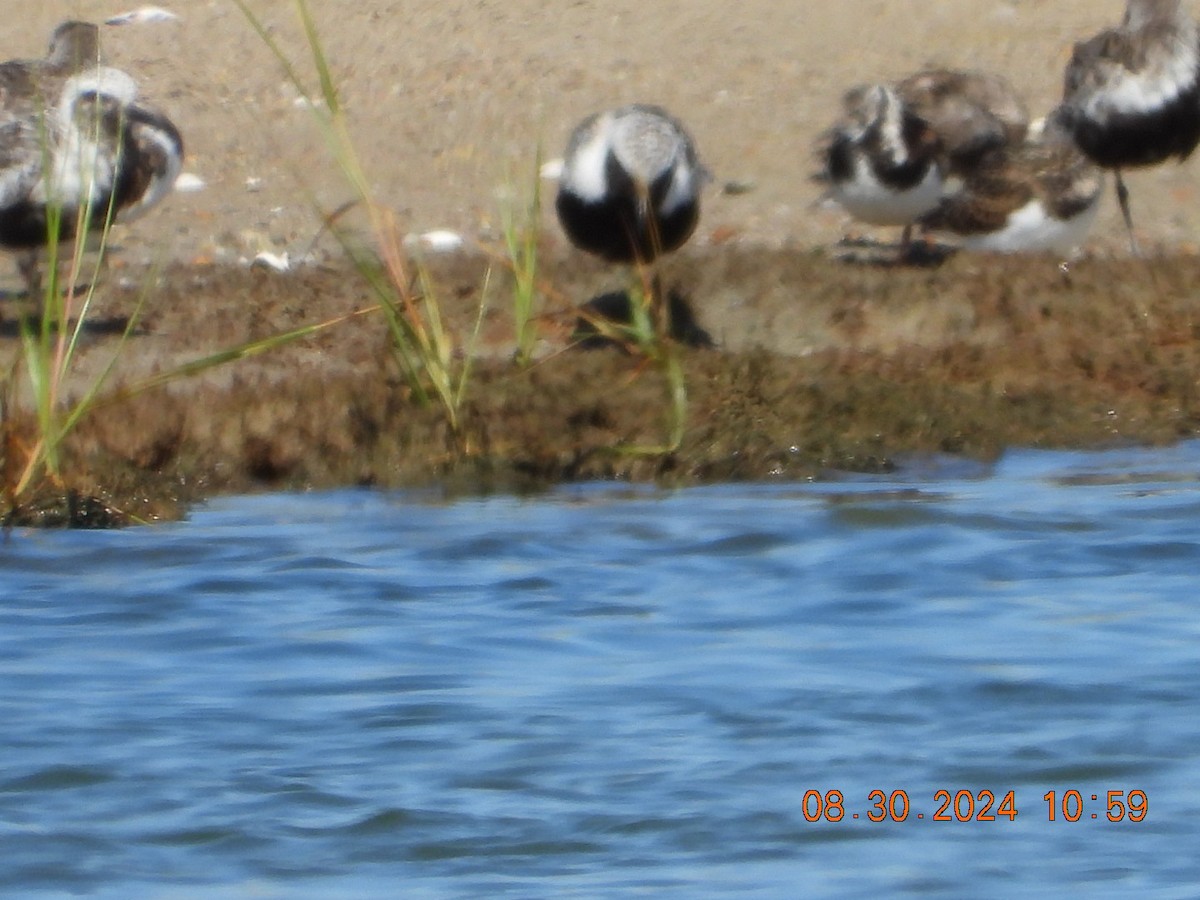 Black-bellied Plover - ML623112161