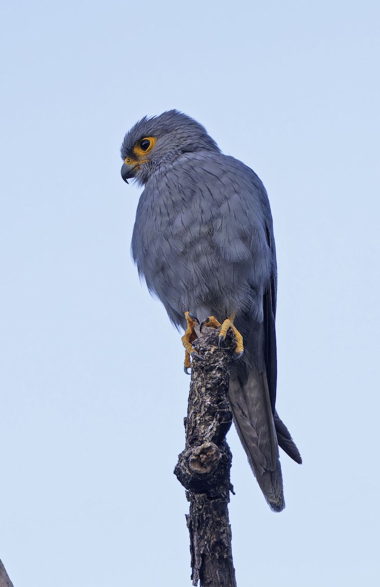 Gray Kestrel - ML623112175