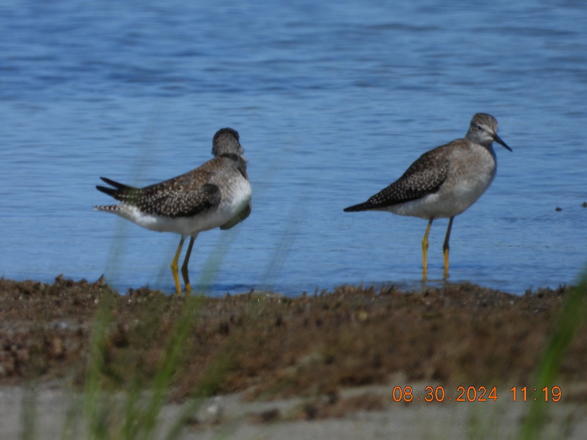 Lesser Yellowlegs - ML623112176