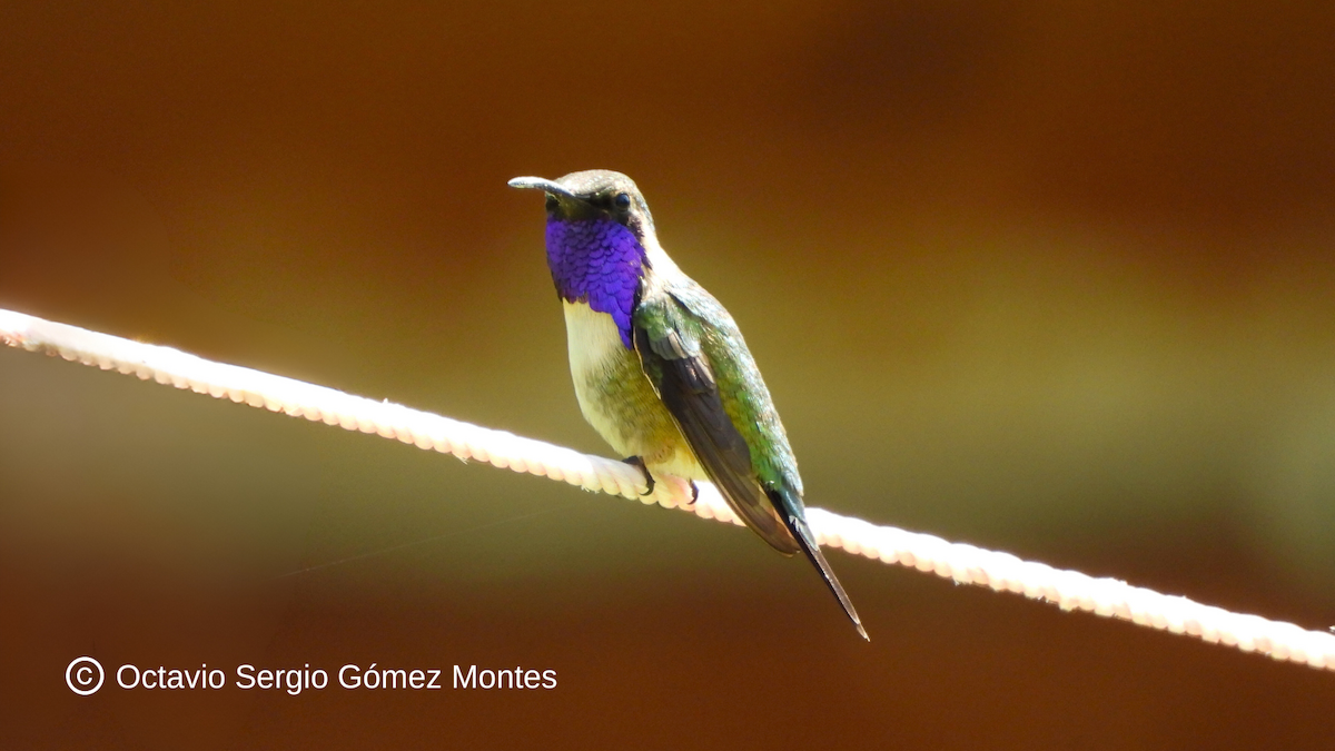 Beautiful Hummingbird - ML623112177