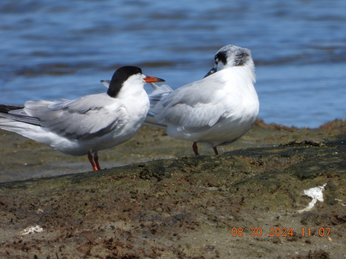 Forster's Tern - ML623112186