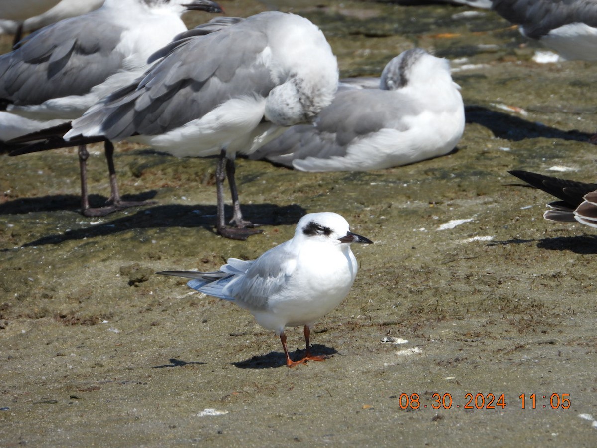 Forster's Tern - ML623112187