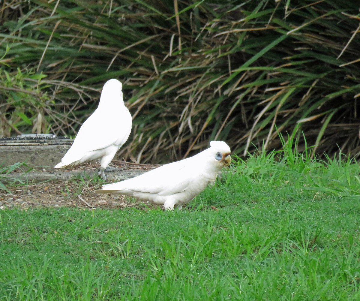 Little Corella - ML623112188