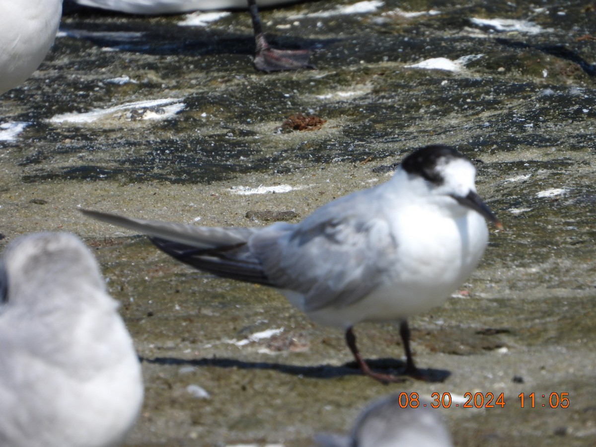 Common Tern - ML623112192