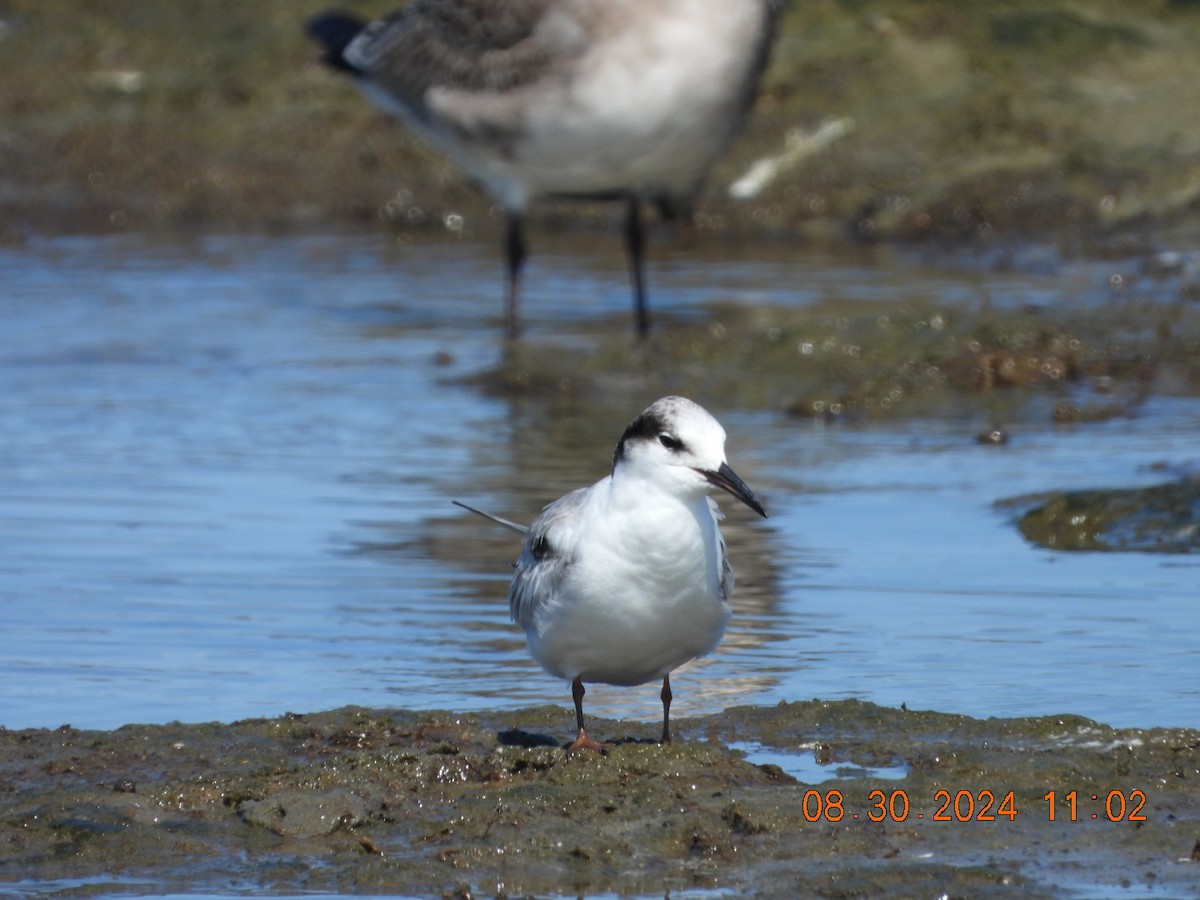 Common Tern - ML623112193