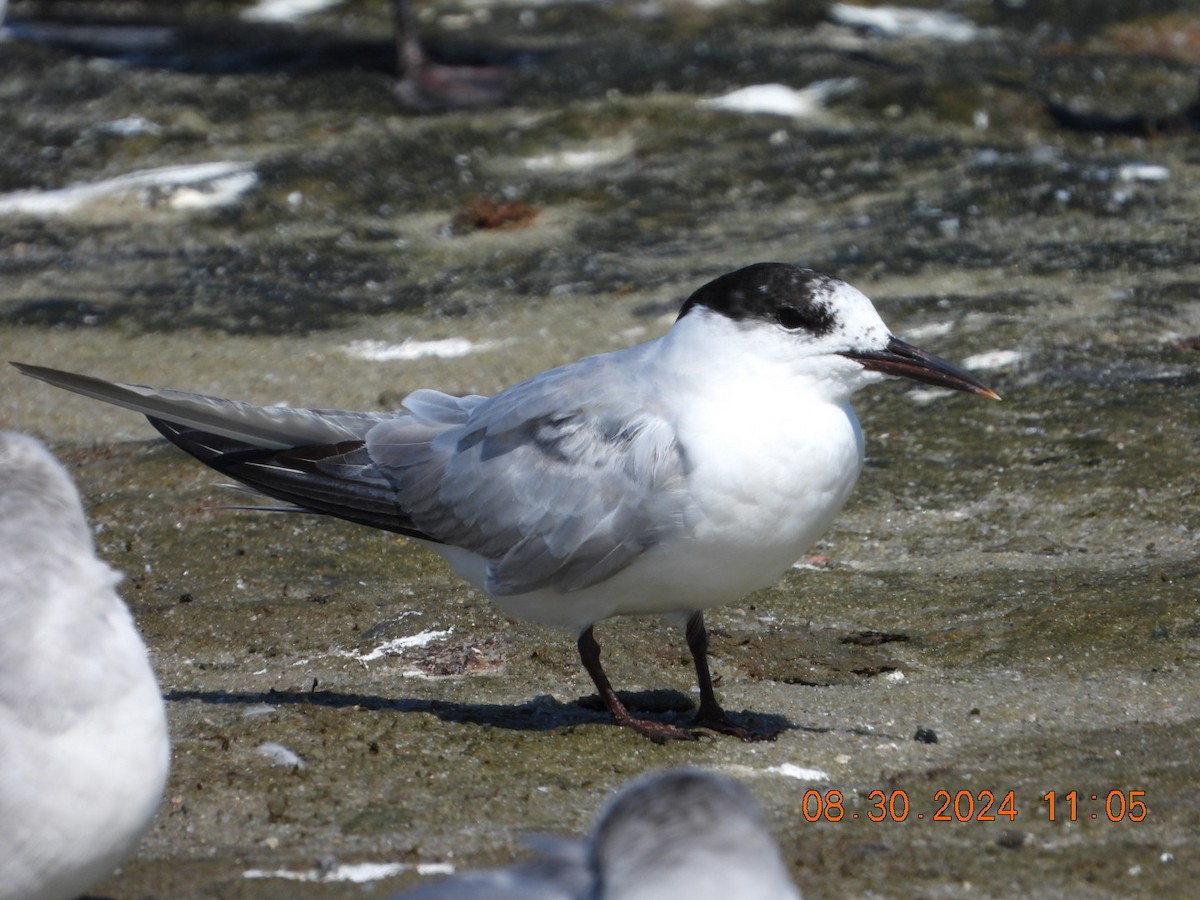 Common Tern - ML623112194