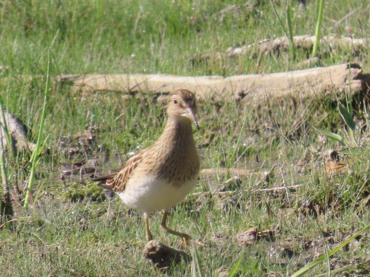 Pectoral Sandpiper - Marmot Snetsinger