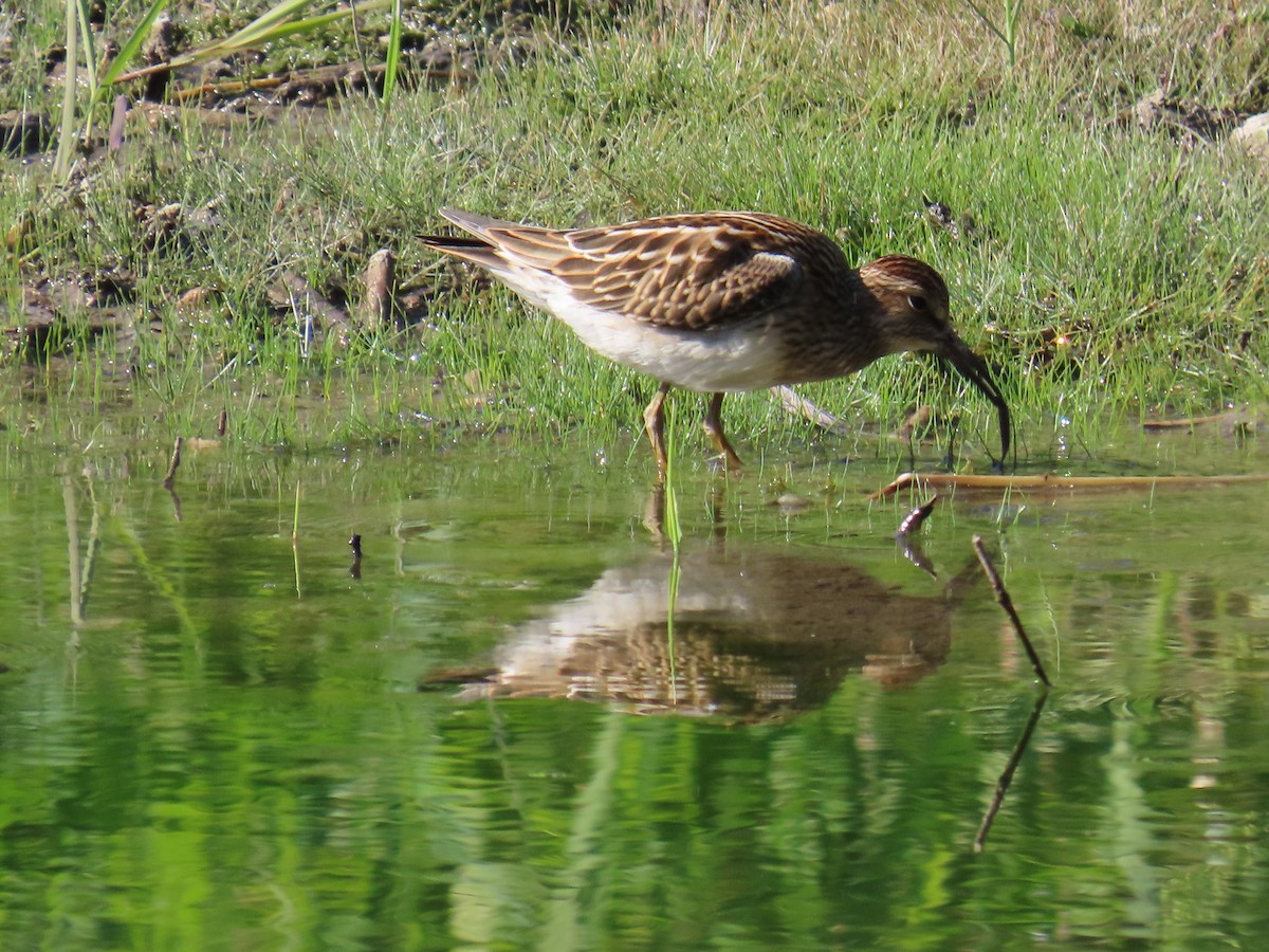 Pectoral Sandpiper - ML623112223