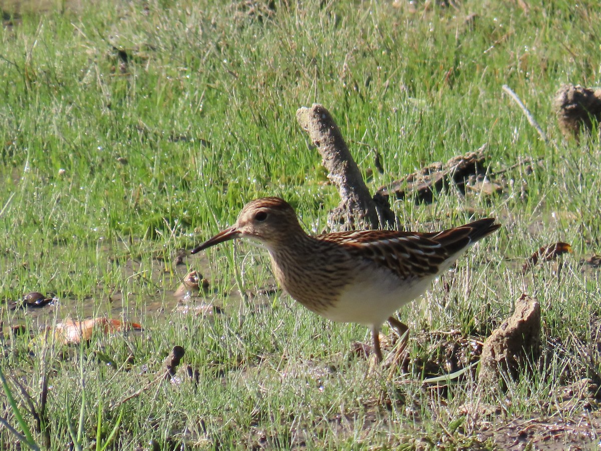 Pectoral Sandpiper - ML623112225