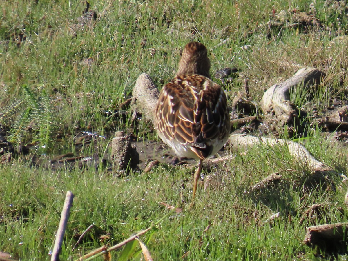 Pectoral Sandpiper - ML623112226