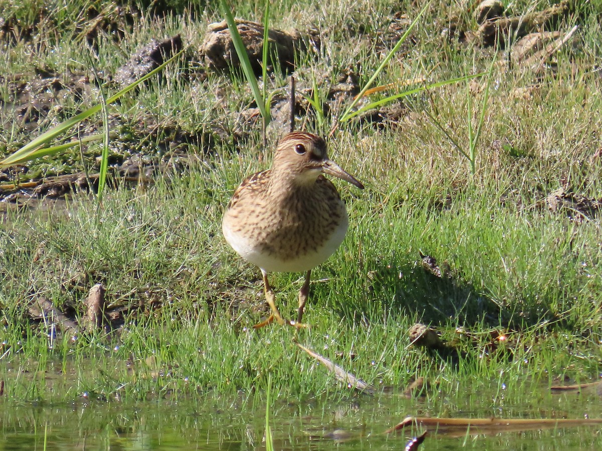 Pectoral Sandpiper - ML623112227