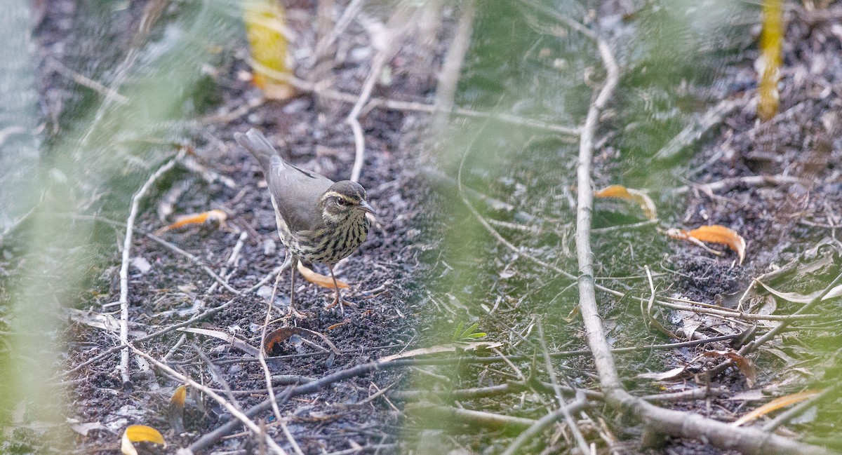 Northern Waterthrush - ML623112254