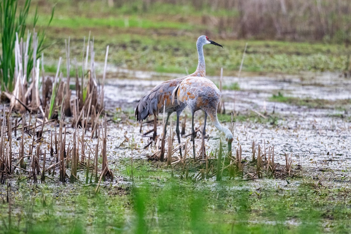 Sandhill Crane - ML623112280