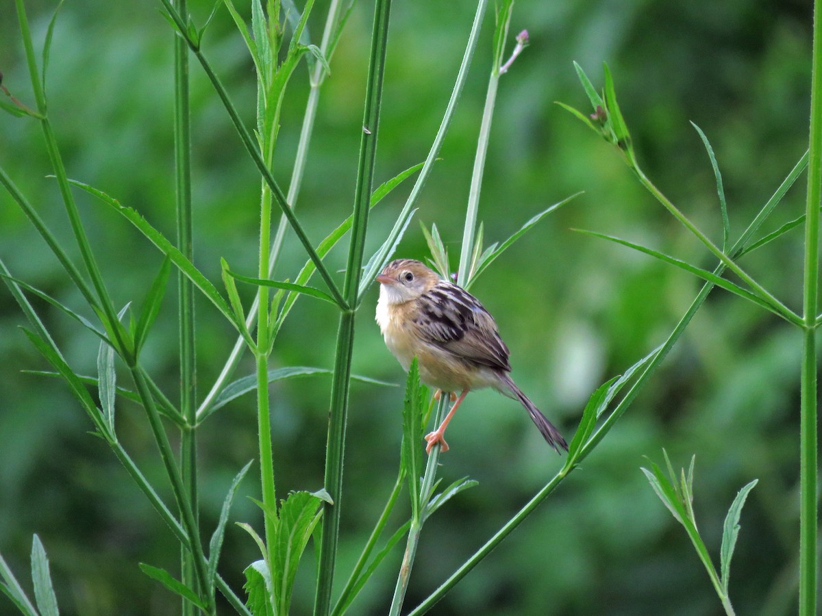 Golden-headed Cisticola - ML623112299