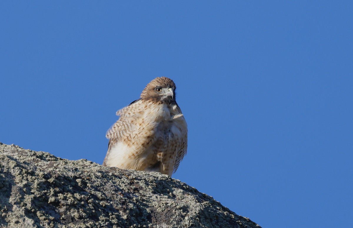 Red-tailed Hawk - ML623112313