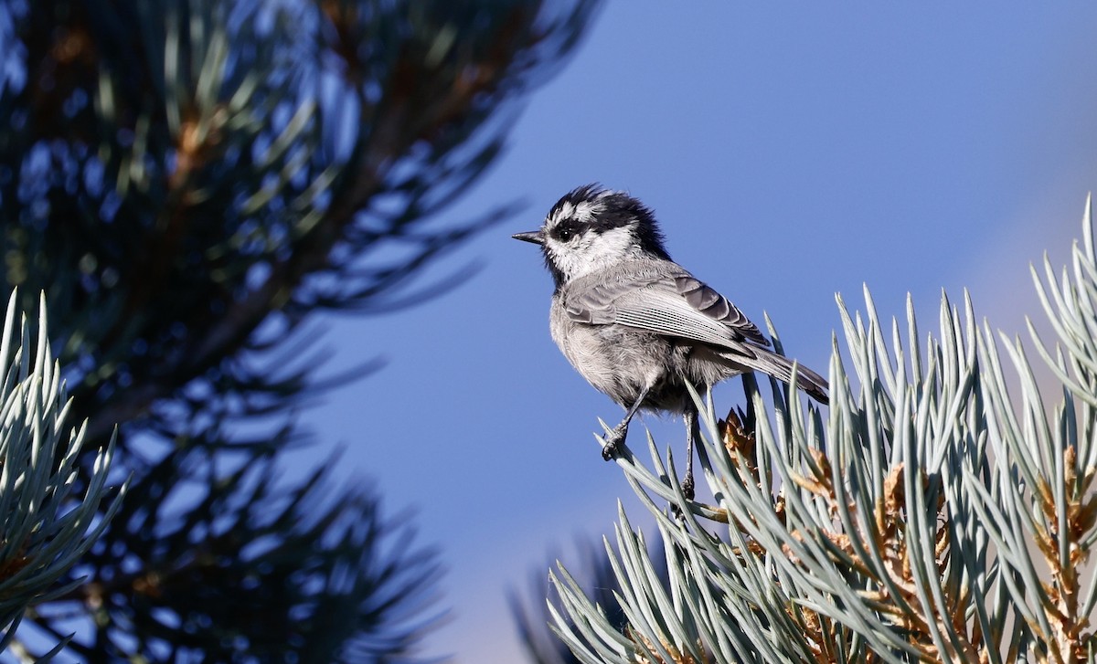 Mountain Chickadee - ML623112317