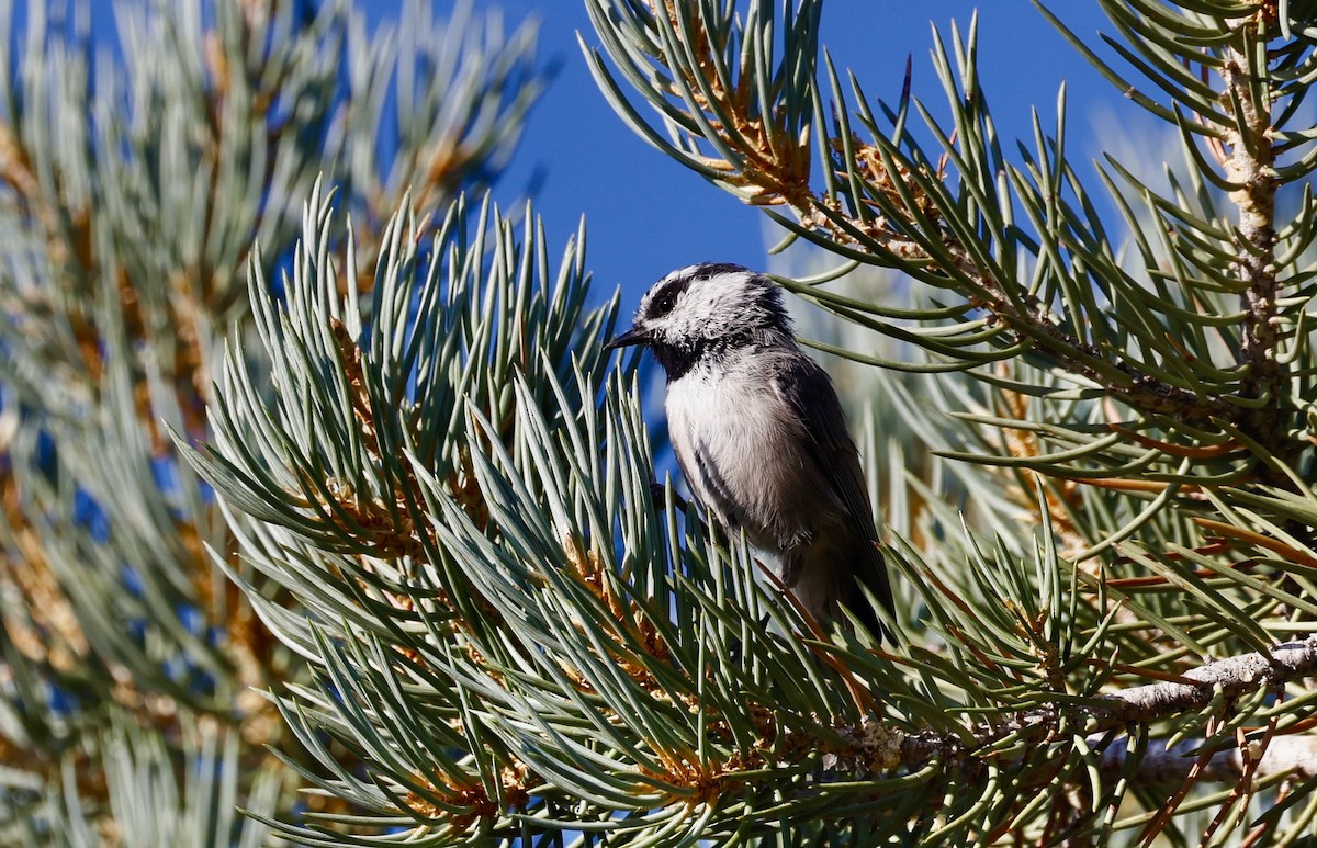 Mountain Chickadee - ML623112318